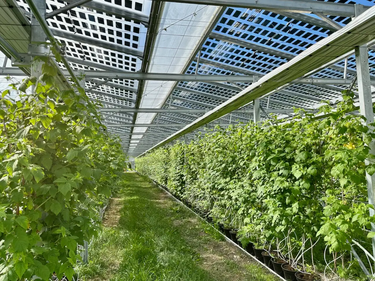 agricultural greenhouses BIPV 1 4 agricultural greenhouses BIPV 1